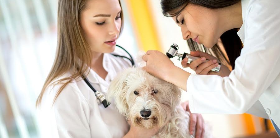 Website and Social Media Tips for Veterinarian Offices