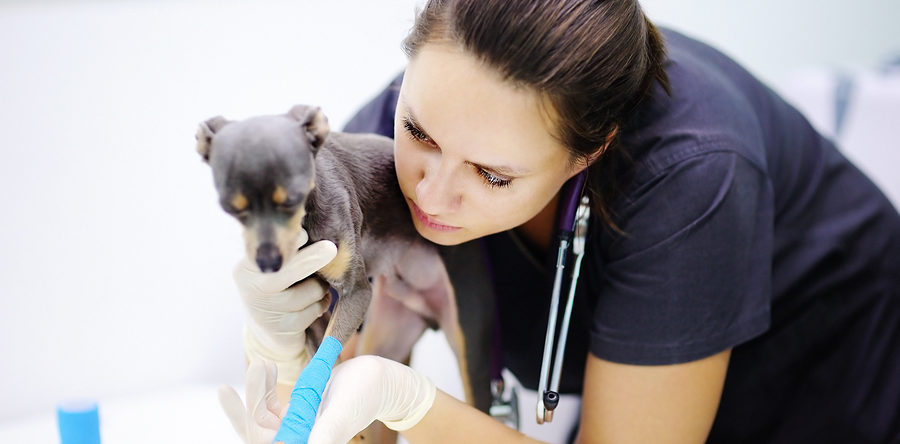 Veterinary Office Tips for Better Service!